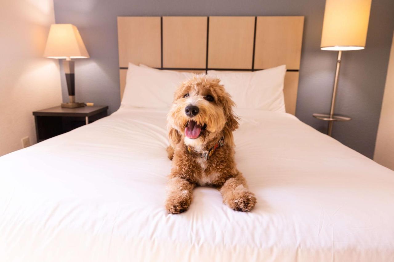 Sonesta Simply Suites Dallas Las Colinas Irving Luaran gambar
